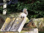 Squirrel_in_Bredhurst_Church_Cemetery_-_geograph_org_uk_-_1044550.jpg