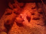 baby chicks1.jpg