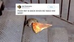 pizza rat 2.jpg