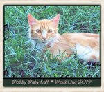 Bobby Baby Katt Aug '19 (1) (1).jpg