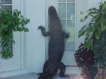 alligator-at-the-door.jpg
