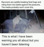 racoons hogs possums.jpg
