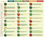 Companion-Planting-Chart-WB.jpg