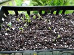 Okra Starts.jpg