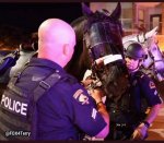 horse hit with thrown brick by rioters in dallas.jpg