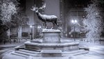 -Portland Elk 1 foot snow 1-10-2017.jpg