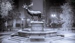 -Portland Elk 1 foot snow 1-10-2017.jpg -Portland Elk 1 foot snow 1-10-2017.jpg