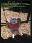 cat swing.PNG