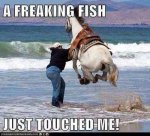 fish horse.jpg