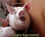 Pig (4).PNG