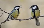 great-tit-male-female-nepal.jpg