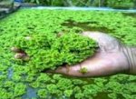 Image result for azolla benefits