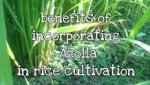 Image result for azolla benefits