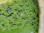 Image result for azolla benefits