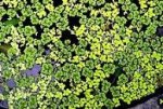 Image result for azolla benefits