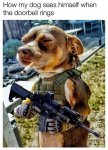 Rambo Chihuahua.jpg