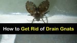 how-to-get-rid-of-drain-gnats-t1-1200x675.jpg
