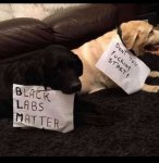black-labs.jpg