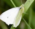 Image result for cabbage butterfly grubs