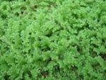 Image result for azolla