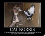 Chuck Norris cat.jpg
