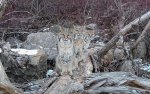 bobcats 3 on log above icy Mn river.jpg