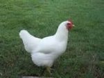 Image result for slow white broiler chicken