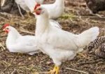 Image result for slow white broiler chicken
