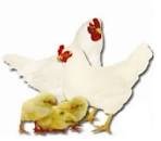 Image result for slow white broiler chicken