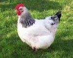 Image result for speckled sussex chicken