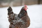 Image result for speckled sussex chicken