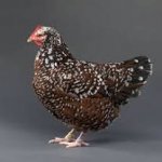 Image result for speckled sussex chicken