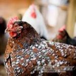 Image result for speckled sussex chicken