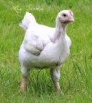 Image of cornish x chickens