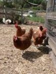 Image result for isa brown chicken