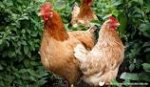 Image result for isa brown chicken