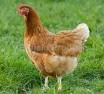 Image result for isa brown chicken