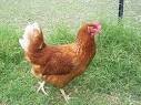 Image result for isa brown chicken