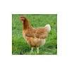 Image result for isa brown chicken
