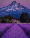 lavender field in hood river oregon.jpg