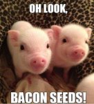 oh look bacon seeds.jpg