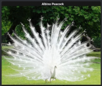 albino peacock.PNG