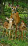 deer family.PNG