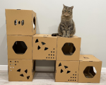 cats box 1.PNG