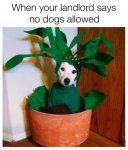 Dog-Landlord-no_dogs.jpg
