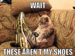 cat-humor-wait-these-arent-my-shoes-600x445.jpg