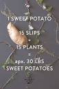 Image result for sweet potatoes slips