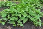 Image result for sweet potato stems edible