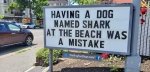 having a dog named shark.jpg