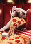pizza dog.jpg